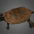 Realistic Brown Turtle With Detailed Textured Shell And Extended Limbs 3d model