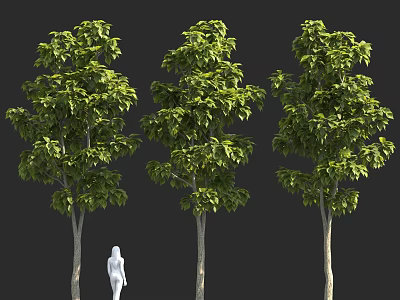 Three Tall Trees with Lush Green Foliage and White Human Figure for Scale 3d model