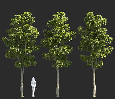 Three Tall Trees with Lush Green Foliage and White Human Figure for Scale 3d model
