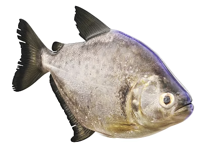 Piranha Fish Aquatic Animal With Silver Gray Scaled Body Black Fins And Large Eyes 3d model