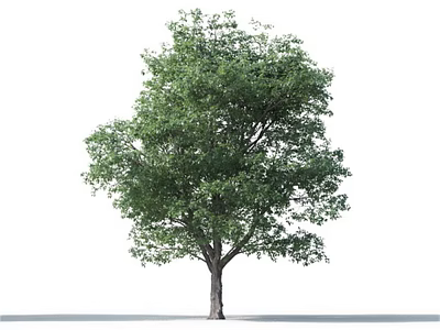 Lush Green Arbor With Full Canopy And Strong Trunk In Natural Growth 3d model