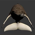 Brown And White Whale With Detailed Texture On Dark Reflective Background
