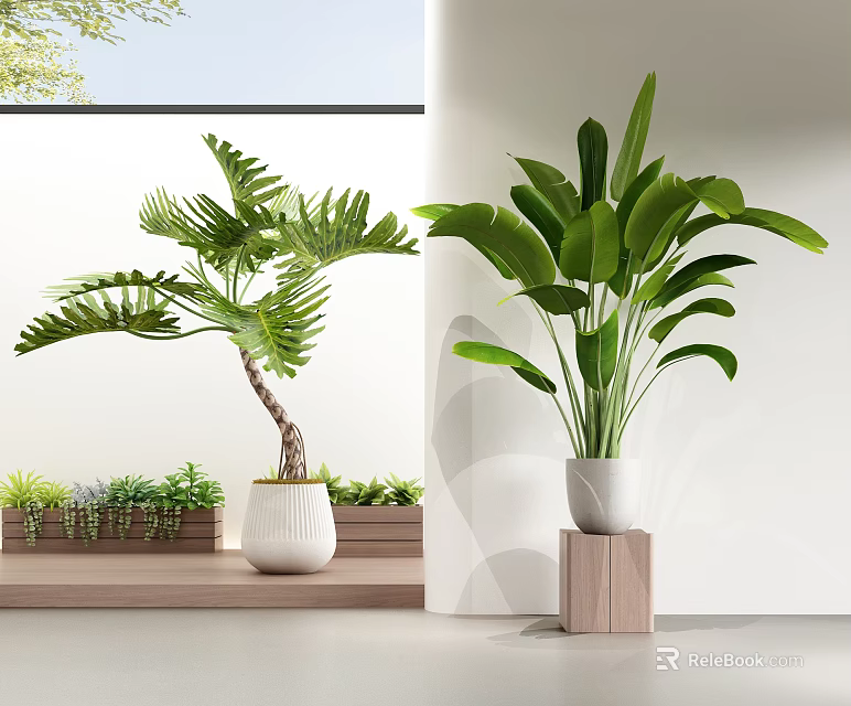 Bonsai Plants With Large Green Leaves In White Pots On Wooden Stands In Bright Space 3d model 