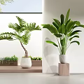 Bonsai Plants With Large Green Leaves In White Pots On Wooden Stands In Bright Space