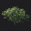 Lush Green Shrub With Yellow Flowers And Dense Foliage In Natural Setting