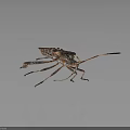 Leaf Footed Bug With Long Antennae And Distinctive Leg Structure On Dark Background 3d model