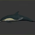 Swimming Blue And White Dolphin With Streamlined Body Against Gray Background 3d model