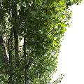 Various Types of Arbor Trees With Lush Green Leaves and Textured Trunks