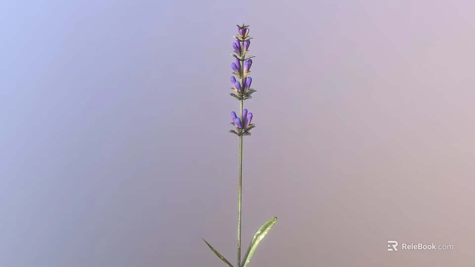 Lavender Plant With Purple Flowers Green Stem And Slender Leaves 3d model 