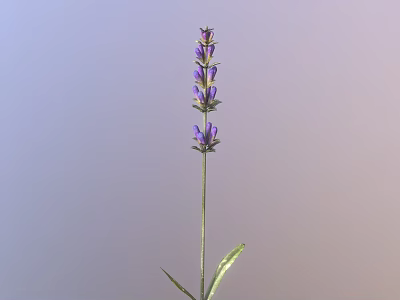 Lavender Plant With Purple Flowers Green Stem And Slender Leaves 3d model