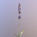 Lavender Plant With Purple Flowers Green Stem And Slender Leaves