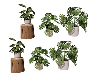 Various Indoor Bonsai Potted Plants With Leafy Green Species In White Pots And Wooden Stumps 3d model