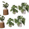 Various Indoor Bonsai Potted Plants With Leafy Green Species In White Pots And Wooden Stumps