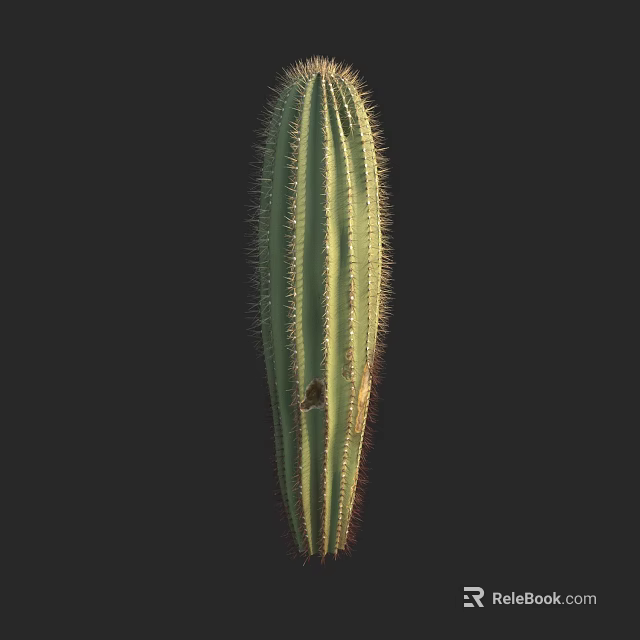 Columnar Green Cactus with Sharp Spines Striped Texture and Vertical Growth on Dark Background 3d model