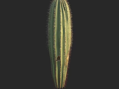 Columnar Green Cactus with Sharp Spines Striped Texture and Vertical Growth on Dark Background 3d model