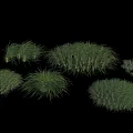 Different Types of Green Ground Cover Plants with Various Growth Forms