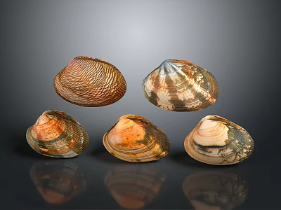 Five Colorful Textured Seashells As Household Decor Items On Black Background With Reflections 3d model