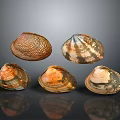 Shell Scallop Mussel Sea Animal Game Animal Cartoon Character Game Character 3d model