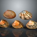 Shell Scallop Mussel Sea Animal Animal Game Animal Cartoon Character Game Character 3d model