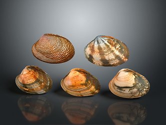 Shell Scallop Mussel Sea Animal Game Animal Cartoon Character Game Character 3d model