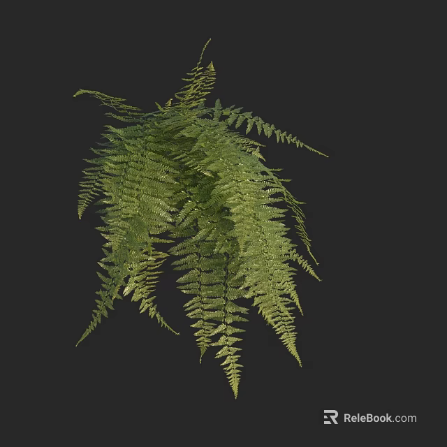 Lush Green Fern Plant With Long Slender Leaves Naturally Drooping On Dark Background 3d model 
