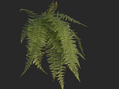 Lush Green Fern Plant With Long Slender Leaves Naturally Drooping On Dark Background 3d model