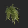 Lush Green Fern Plant With Long Slender Leaves Naturally Drooping On Dark Background
