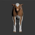 Brown and White Cow Standing on Dark Background with Reflection 3d model