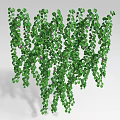 Natural Lush Green Hanging Vines With Trailing Leaves And Purple Flowers
