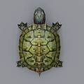 Detailed Reptile Turtle With Green Shell Patterns And Scaly Limbs On Gray Background 3d model