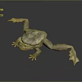 Frog Frog Frog Poison Frog Game Frog Reptile Cold Blooded Animal Reptile Reptile 3d model