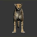 Realistic Cheetah 3D Model With Spotted Fur Standing On Black Reflective Surface 3d model