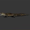 Crocodile Alligator Nile Crocodile carnivore reptile cold-blooded animal reptile 3d model