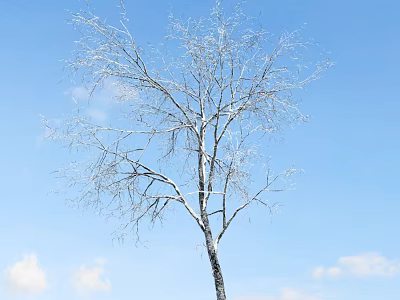 Leafless Tree With Snow Covered Trunk Against Blue Sky And White Clouds 3d model