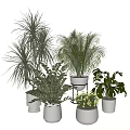 Diverse Leafy Houseplants In White Decorative Pots For Indoor Home Decor