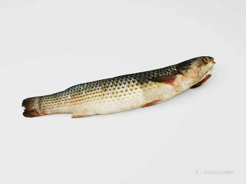 Whole Raw Fish Displayed With Scales And Fins On White Background 3d model 