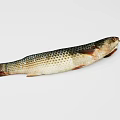 Whole Raw Fish Displayed With Scales And Fins On White Background