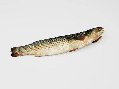 Whole Raw Fish Displayed With Scales And Fins On White Background 3d model