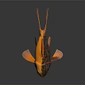 Orange And Black Goldfish With Large Flowing Tail Vibrant Scales On Dark Background Showing Reflection