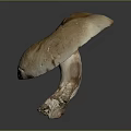 Organic Edible Fresh Brown Mushroom With Natural Cap Texture And Stem