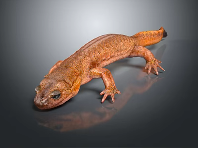 Detailed Brown Salamander With Textured Skin On Smooth Reflective Surface 3d model