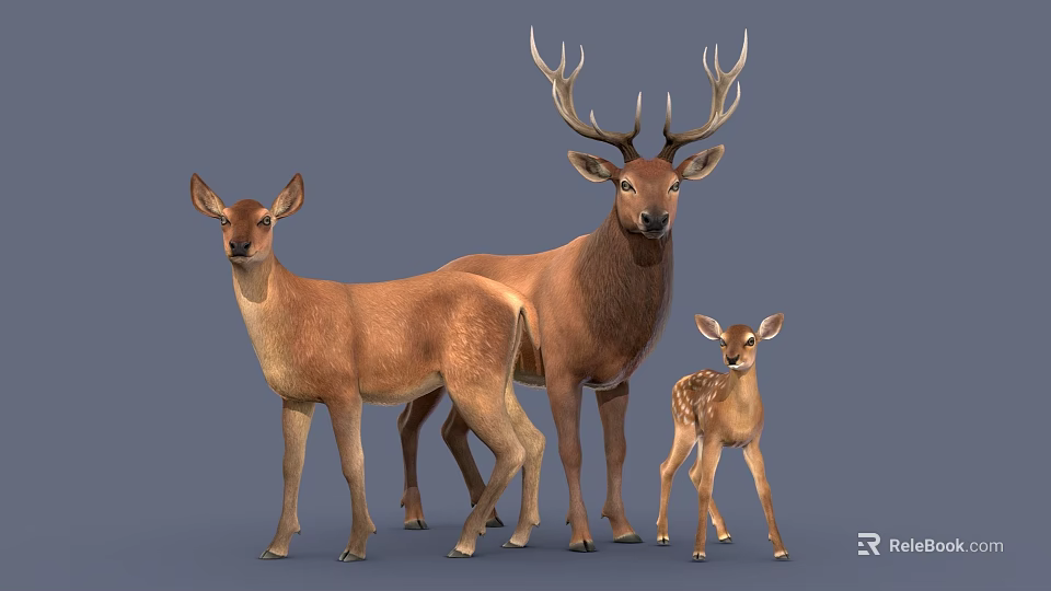 Three Deer Family With Adult Bucks And Young Fawn On Gray Background 3d model 