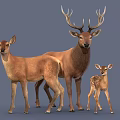 Three Deer Family With Adult Bucks And Young Fawn On Gray Background