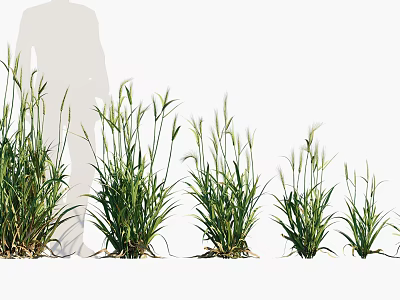 Healthy Crop Plants In Different Growth Stages With Farmer Monitoring Growth 3d model