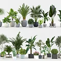 Different Types of Bonsai and Potted Plants Including Palm Fern Banana in Ceramic Concrete Pots