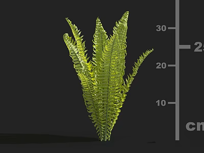 Green Fern Plant With Lush Green Foliage Against Black Background And Height Scale 3d model
