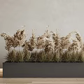 Bonsai Potted Plant In Gray Rectangular Planter With Dried Grasses Light Wall And Wooden Floor
