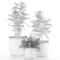 Indoor Lush Green Potted Plants in Woven Planters of Various Sizes