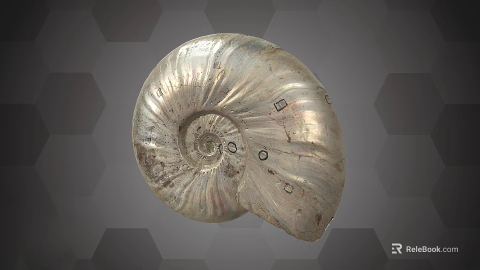 Shiny Polished Ammonite Fossil Specimen Display Equipment With Hexagonal Pattern 3d model 