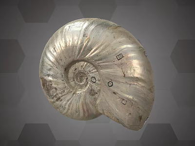 Shiny Polished Ammonite Fossil Specimen Display Equipment With Hexagonal Pattern 3d model